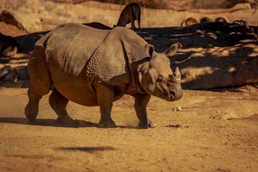 Single Indian Rhinoceros walks in the park.