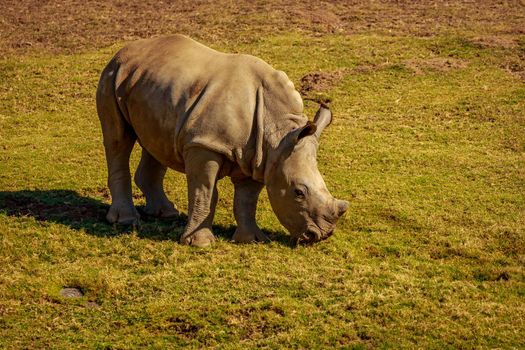 Indian Rhinoceros walks on the meadow