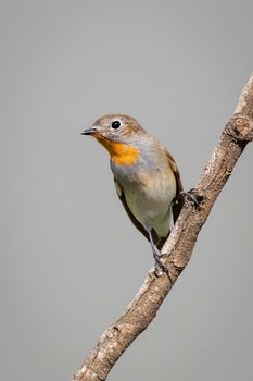 Image of Taiga Flycatcher or Red-throated Flycatcher Bird (Ficedula albicilla) on a tree branch on nature background. Birds. Animal.