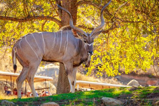 Greater Kudu rest in the shade of tree