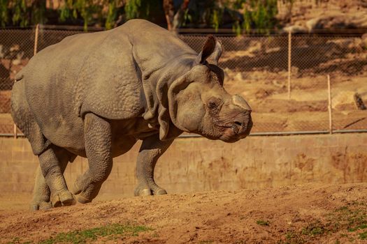 Single Indian Rhinoceros walks in the park