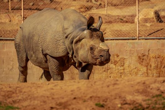 Single Indian Rhinoceros walks in the park