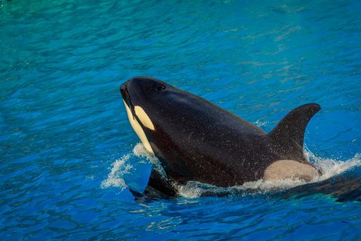 A killer whales  (Orca) plays in water.