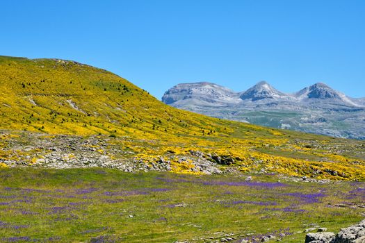 Beautiful landscape with colorful flowers in the Ordesa y Monte Perdido National Park in the spanish Pyrenees