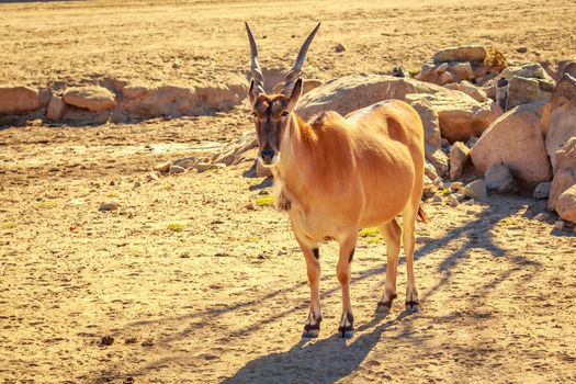 Maile common Eland Antelope walks across the plain