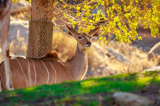 Greater Kudu rest in the shade of tree