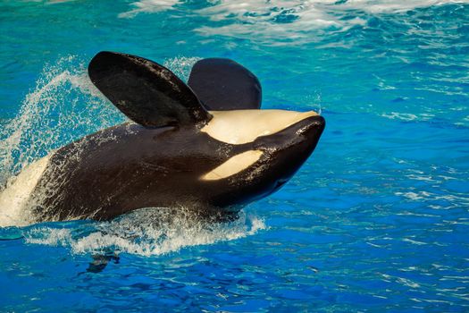 A killer whales  (Orca) plays in water.