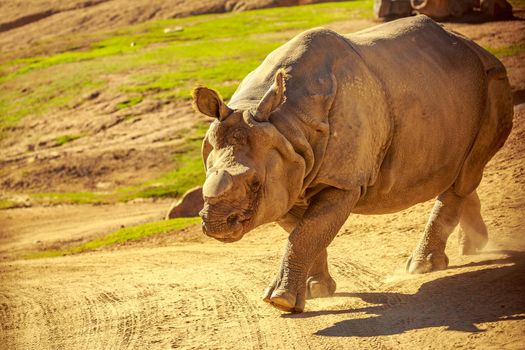 Indian Rhinoceros, without the horn, walks in the park.