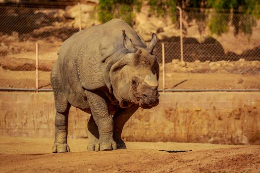Single Indian Rhinoceros walks in the park
