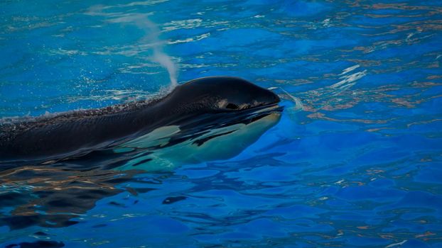 A killer whales  (Orca) plays in water.