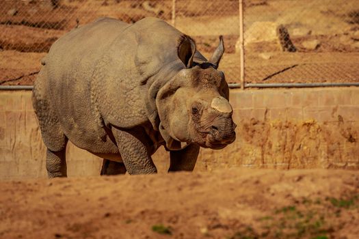 Single Indian Rhinoceros walks in the park