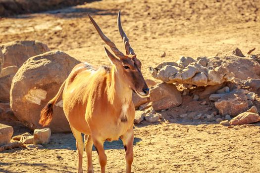 Maile common Eland Antelope walks across the plain