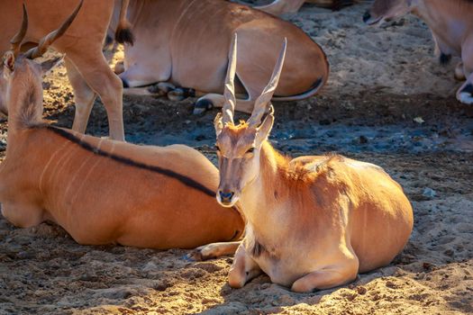 Male common Eland Antelope rests on the ground