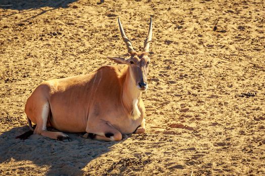 Male common Eland Antelope rests on the ground