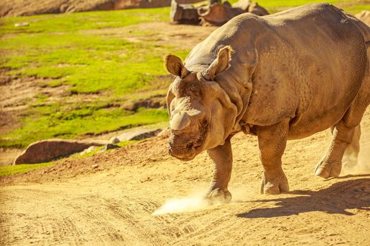 Indian Rhinoceros, without the horn, walks in the park.