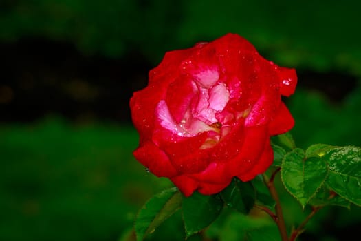 Beautiful rose blooms after rainfall, in Washington Park International Rose Test Garden, Portland, Oregon.