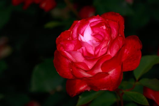 Fragrant Rose in Full Blossom. Washington Park Rose Garden, Portland, Oregon