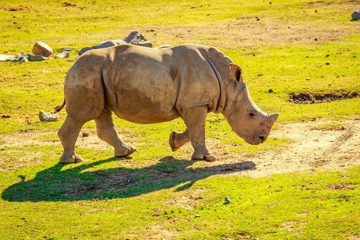 Indian Rhinoceros walks on the meadows