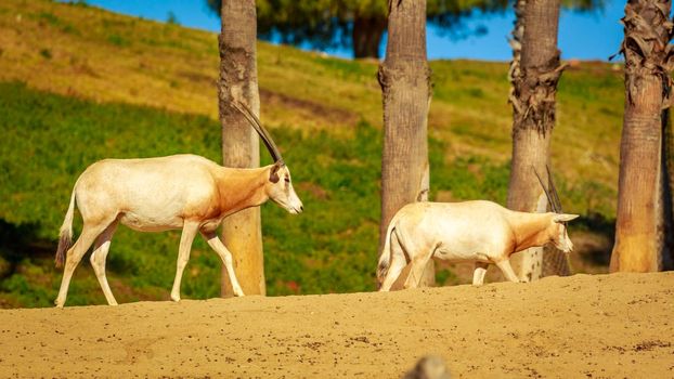 Two Arabian Oryx antelopes walk across the land