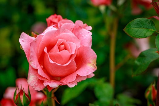 Beautiful rose blooms after rainfall, in Washington Park International Rose Test Garden, Portland, Oregon.