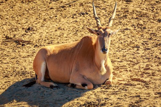 Male common Eland Antelope rests on the ground
