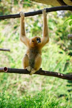 Image of female northern white-cheeked gibbon on nature background. Wild Animals.