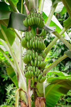 Green raw banana on banana tree in garden in thailand. 