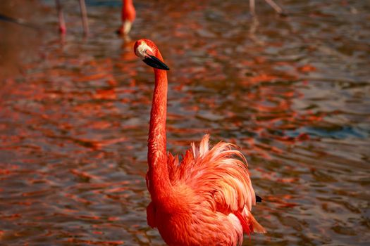 Close up of American Flamingos wade in water.