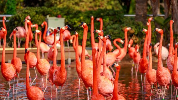 A group of American Flamingos wade in water.