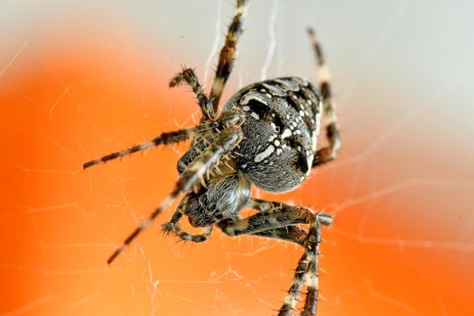 a garden spider in its web in a macro