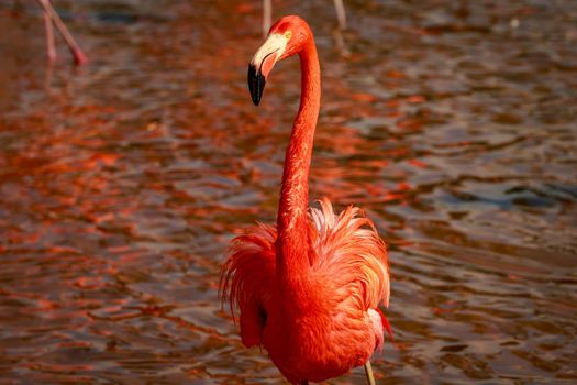 Close up of American Flamingos wade in water.