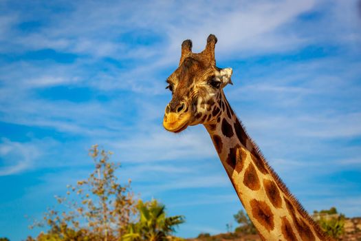 Close-up portrait of Giraffe headshot and its upper neck