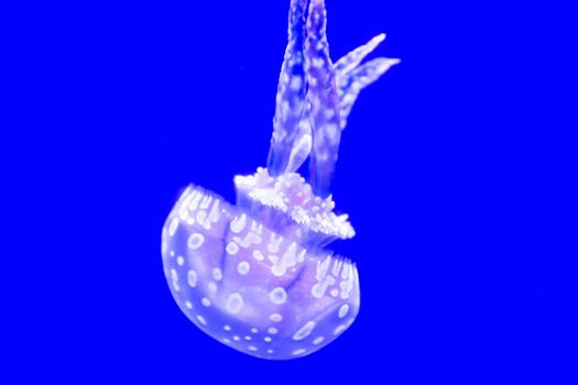 Spotted Jelly, or lagoono jelly, swim and float in blue water background, in aquarium