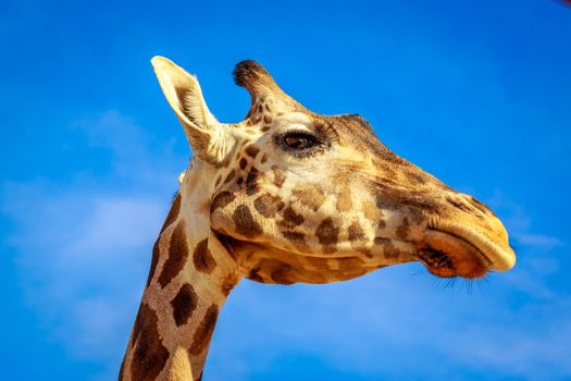 Close-up portrait of Giraffe headshot and its upper neck