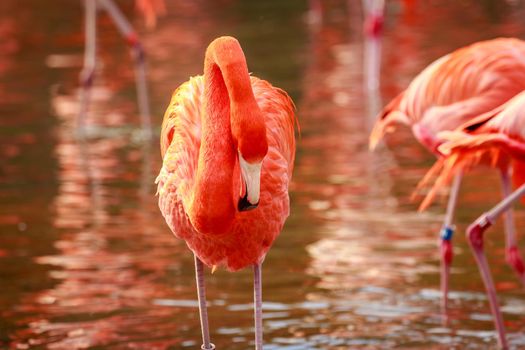 A group of American Flamingos wade in water.