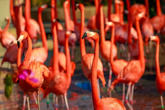 A group of American Flamingos wade in water.