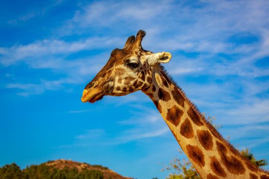 Close-up portrait of Giraffe headshot and its upper neck