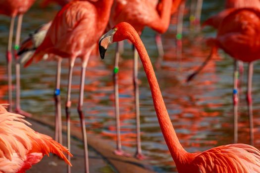 A group of American Flamingos wade in water.