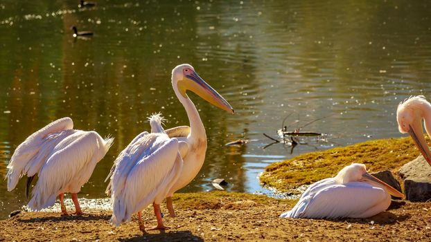 A group of Great White Pelicans rest by the lake.