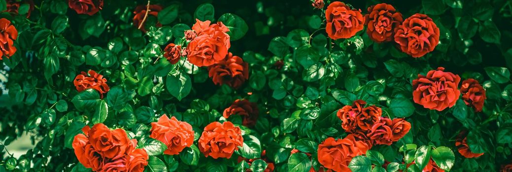 Blooming roses in beautiful flower garden as floral background.