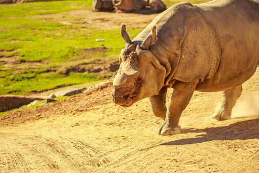 Indian Rhinoceros, without the horn, walks in the park.