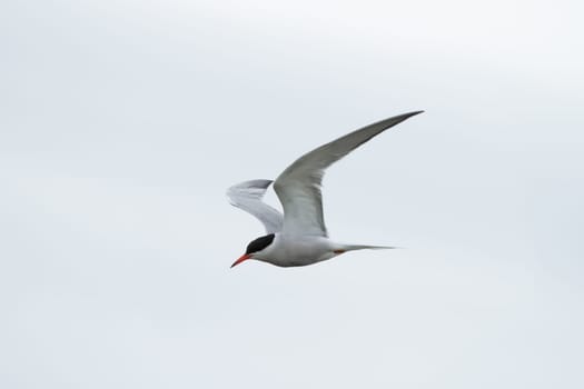 Common tern in flight isolated on white background - Sterna Hirundo -