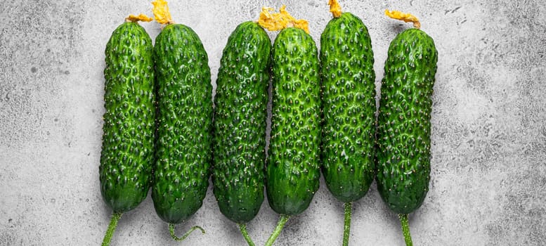 Fresh raw organic farmer cucumbers with leafs arranged on grey rustic stone background top view, healthy cucumbers in balanced nutrition and cooking concept