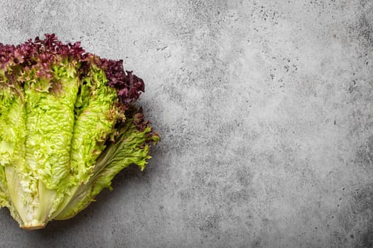 Fresh raw organic farm Lolo Rosso lettuce salad on grey rustic stone background top view, healthy green salad in balanced nutrition and cooking concept. Space for text