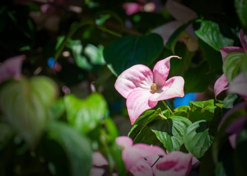 Four petal pink flower among green leaves.