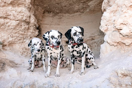 Portrait of three beautiful young Dalmatian dogs sitting in a cave .Selective focus.