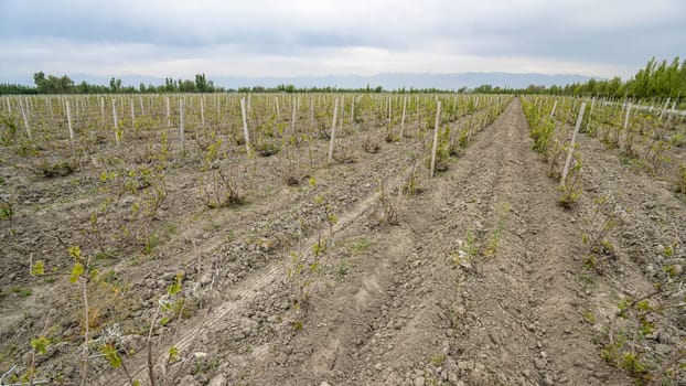 The view of vineyards in a rural area. Central Asia