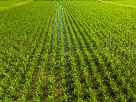 Rows of young green rice in morning sun on small farm. High quality photo