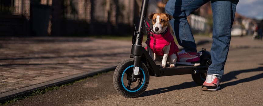 A woman rides an electric scooter around the cottage village with the Dog. Jack Russell Terrier in a pink jacket on a cool autumn day