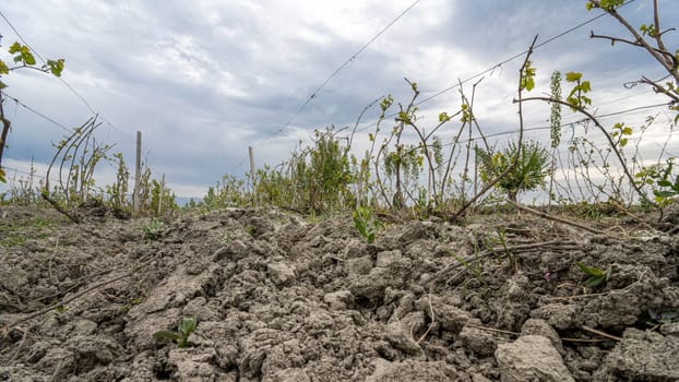 The vineyard in a rural area. Central Asia